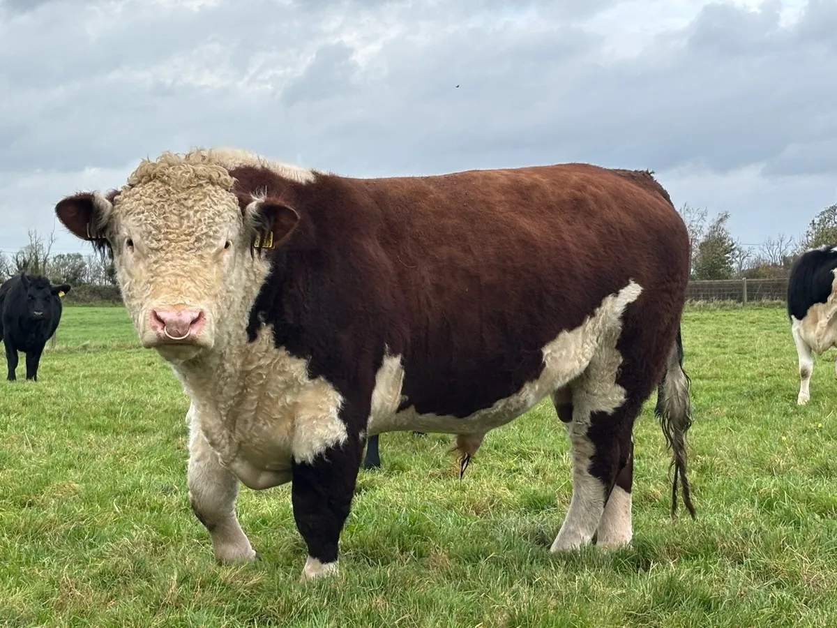 Quality Hereford Bull    5⭐️ - Image 3