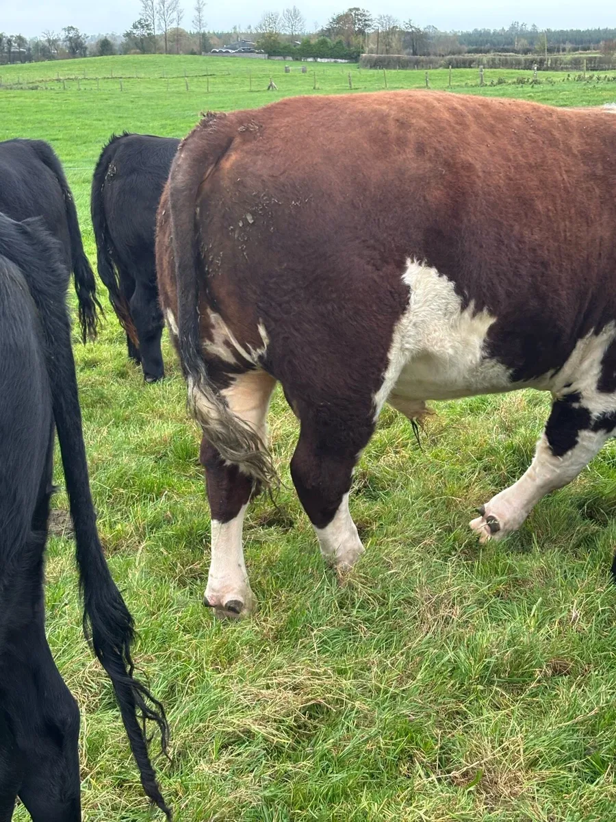 Quality Hereford Bull    5⭐️ - Image 4