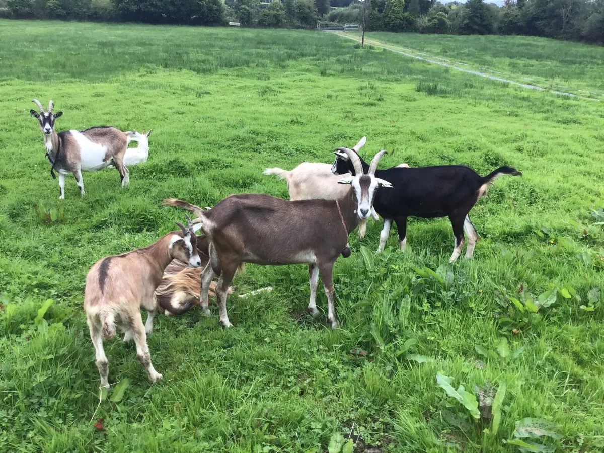 Goats for sale