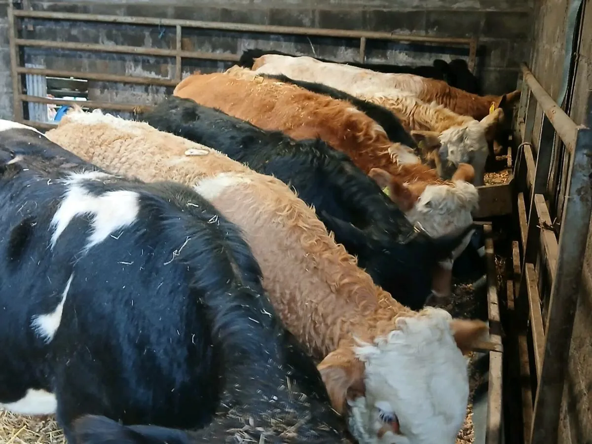 10 Suckler Bred Bull Weanlings - Image 3