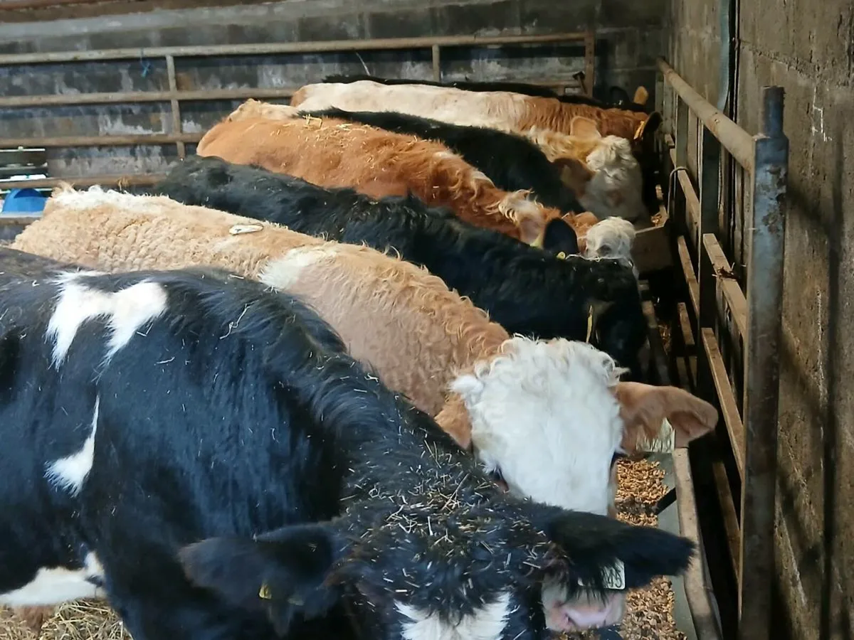 10 Suckler Bred Bull Weanlings - Image 4