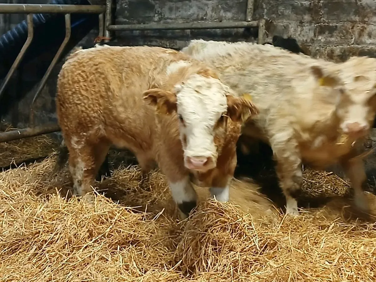 10 Suckler Bred Bull Weanlings - Image 1