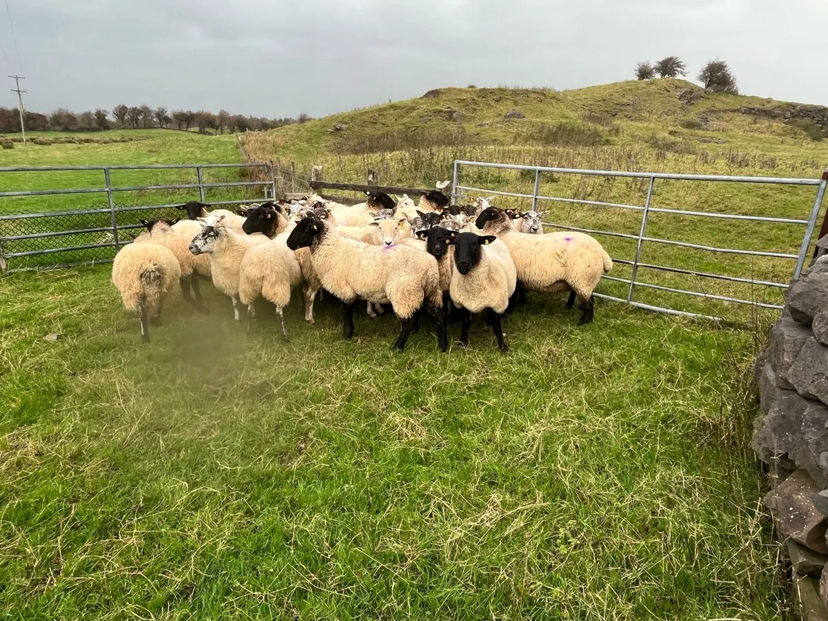 Cull ewe feeding ewes - Image 2
