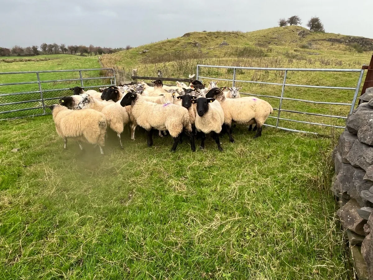 Cull ewe feeding ewes - Image 3