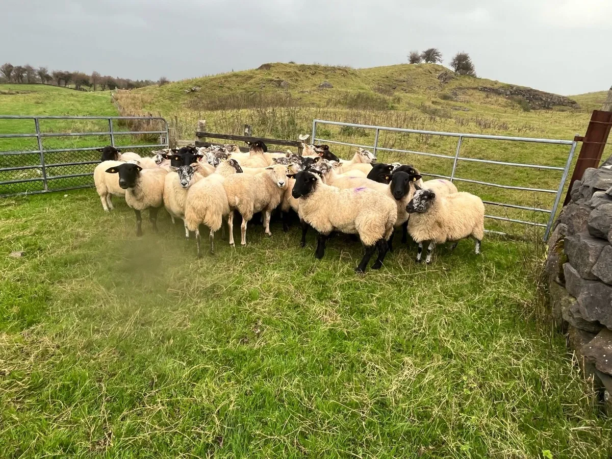 Cull ewe feeding ewes - Image 4