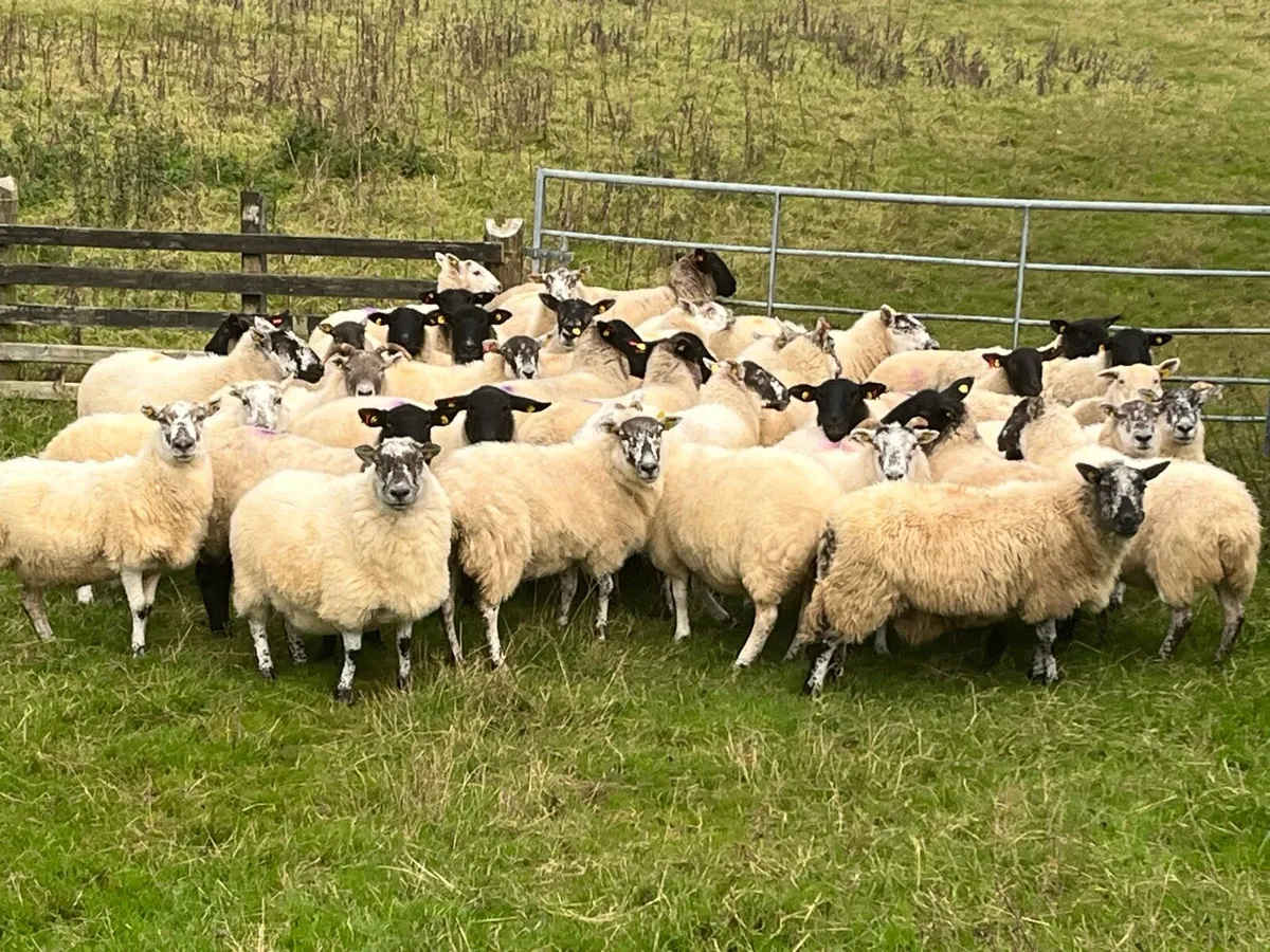 Cull ewe feeding ewes - Image 1