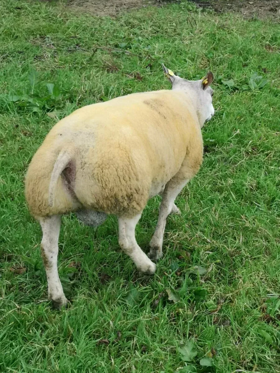 Beltex Ram - Image 4