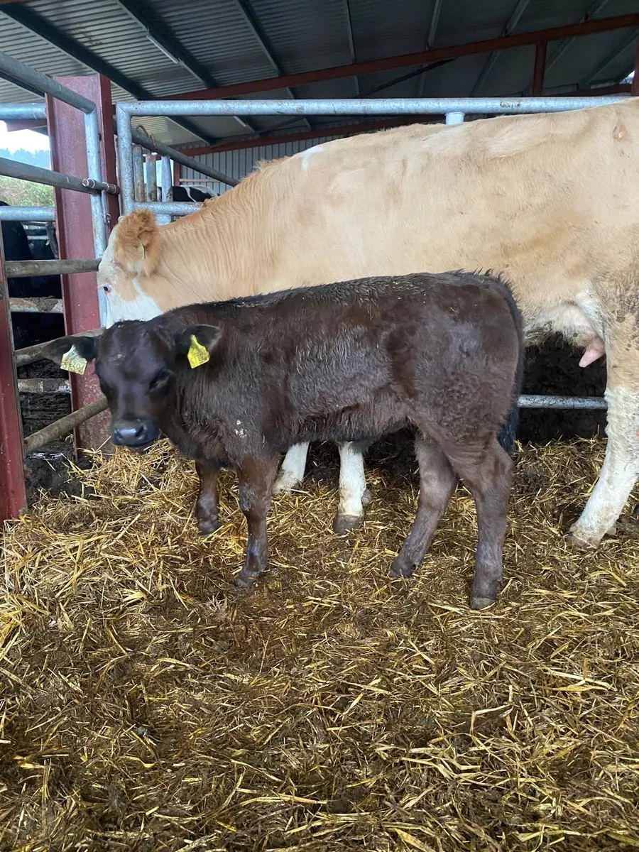 Limousine bull calf(suckler bred) - Image 1