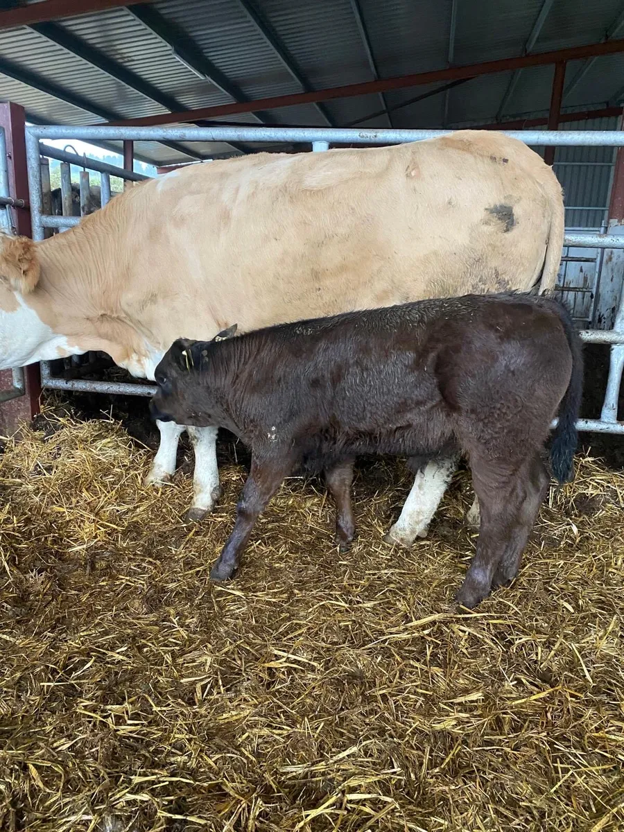 Limousine bull calf(suckler bred) - Image 2