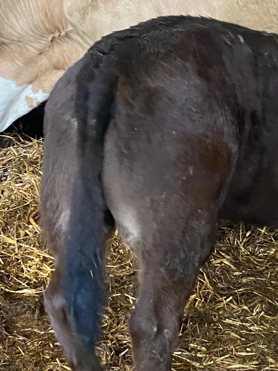 Limousine bull calf(suckler bred) - Image 3