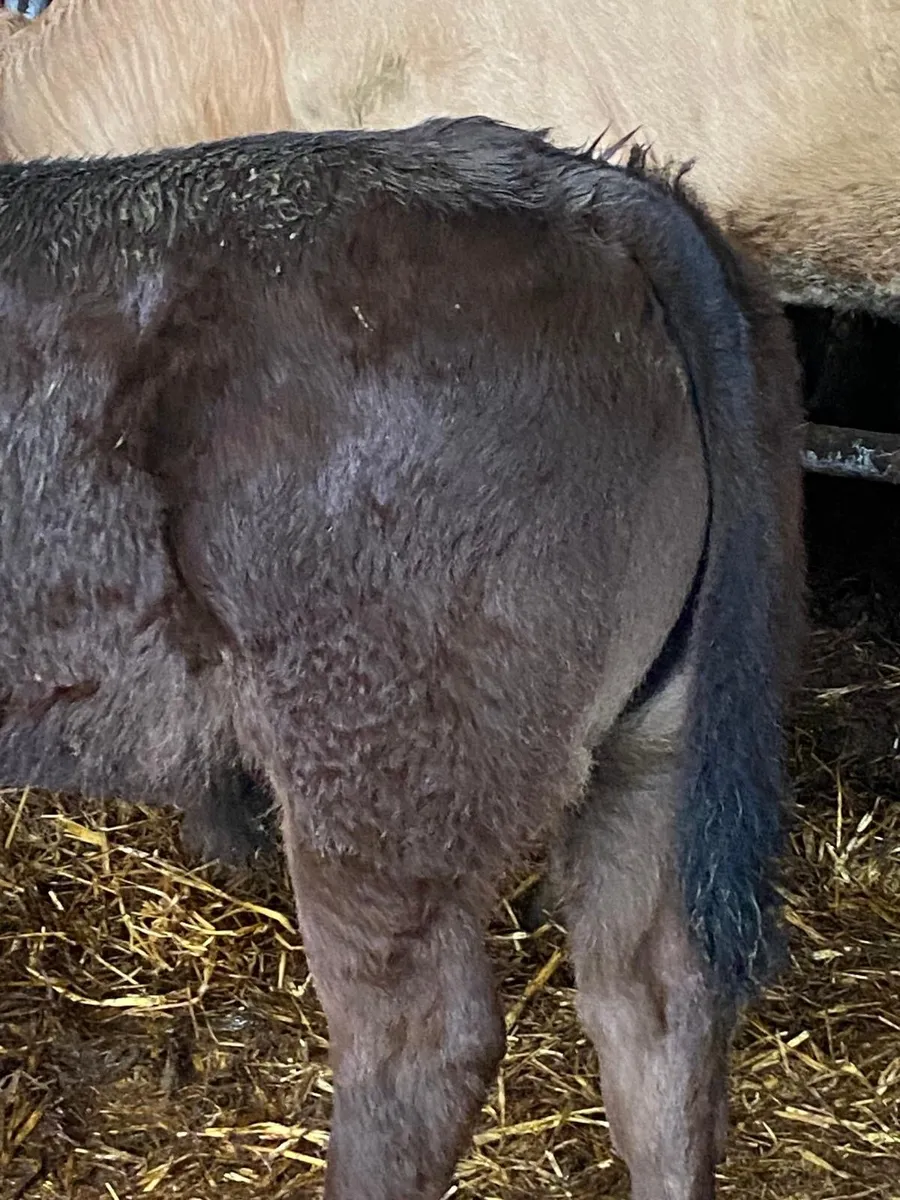 Limousine bull calf(suckler bred) - Image 4