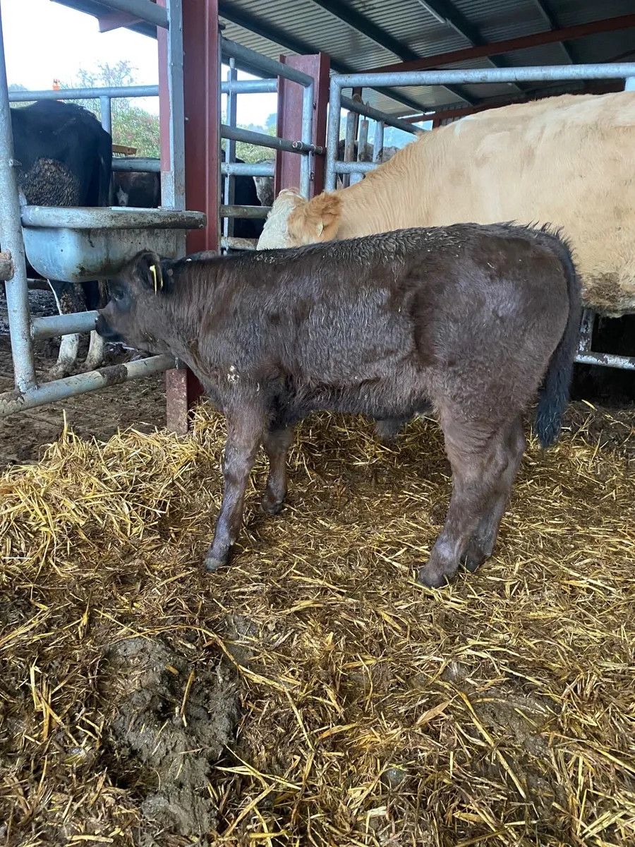 Super team (1st calf) - Image 4