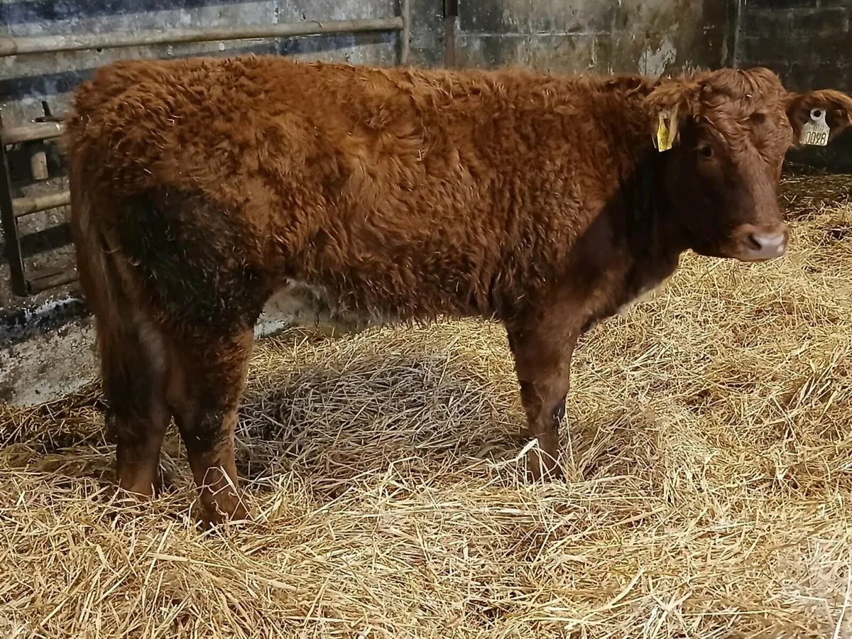 4 Lovely Heifer Weanlings - Image 2