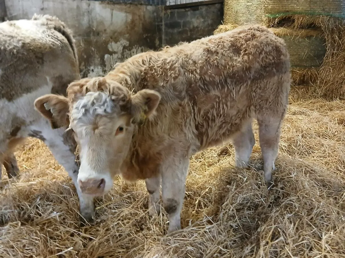 4 Lovely Heifer Weanlings - Image 3