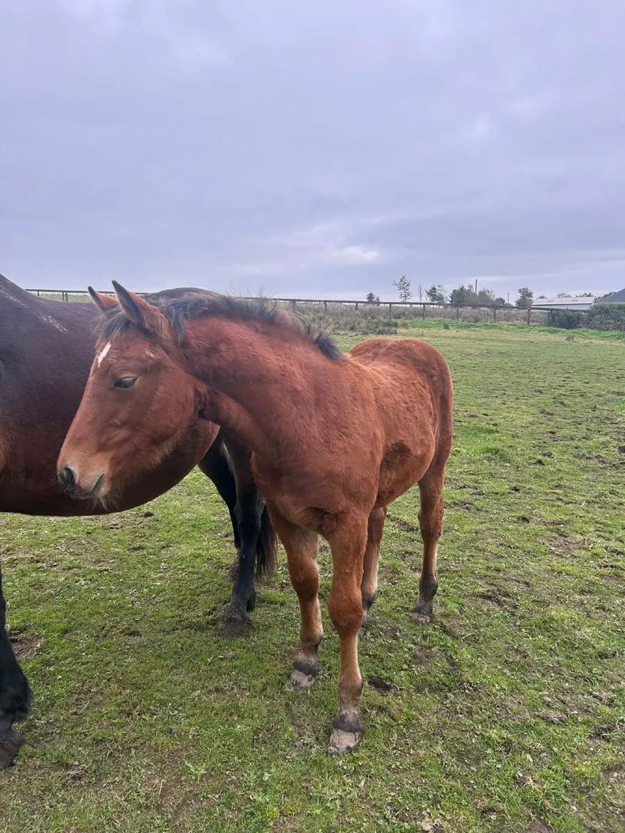 Horse - Image 1