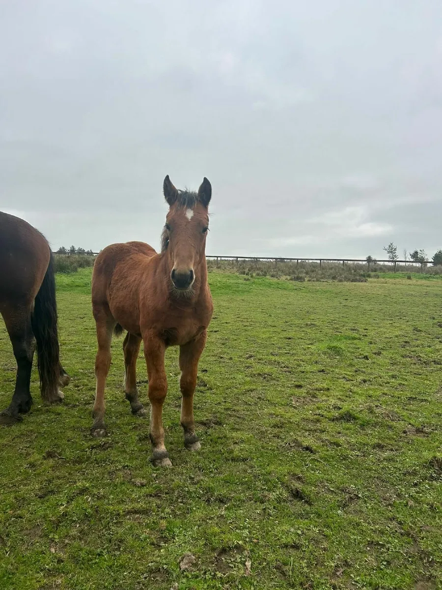 Horse - Image 4