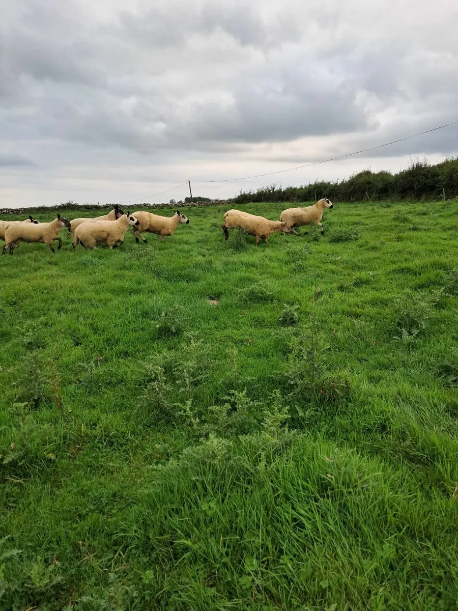Kerry Hill sheep - Image 1