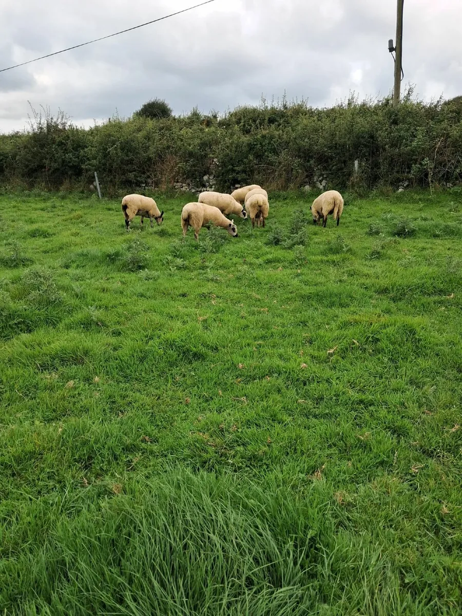 Kerry Hill sheep - Image 3