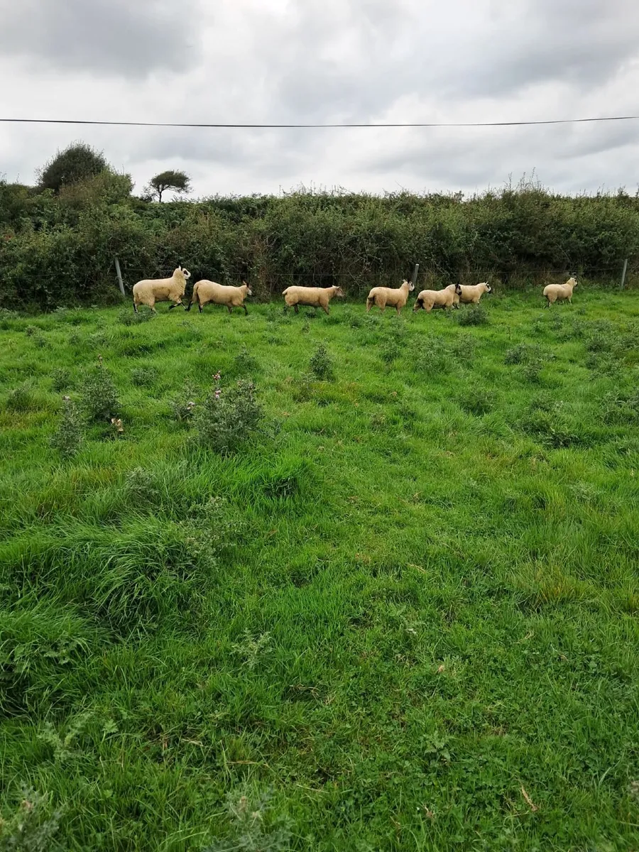 Kerry Hill sheep - Image 2