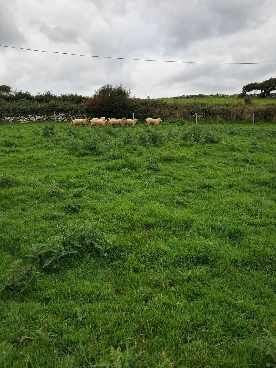 Kerry Hill sheep - Image 4