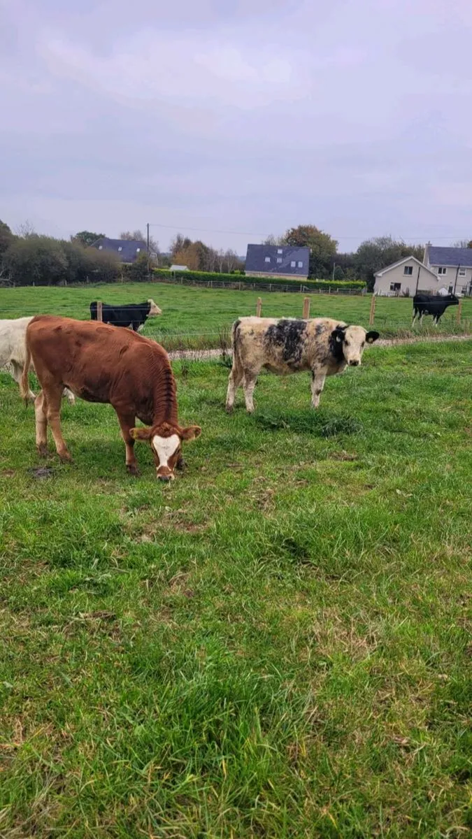 Heifers - Image 1