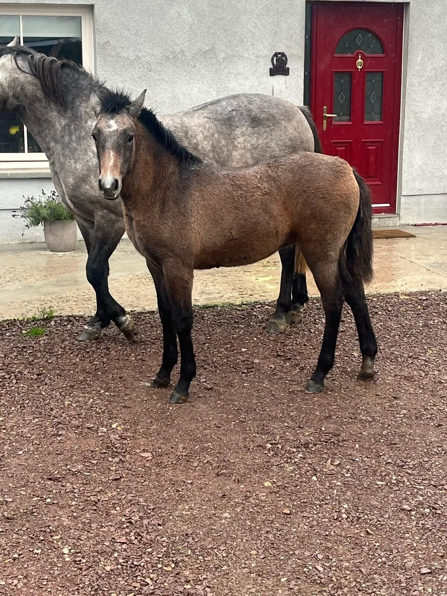3 year old Connemara gelding and a filly foal - Image 4