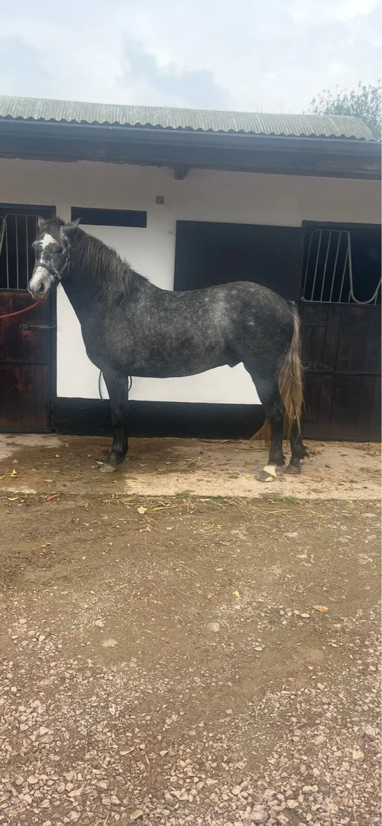 3 year old Connemara gelding and a filly foal - Image 1