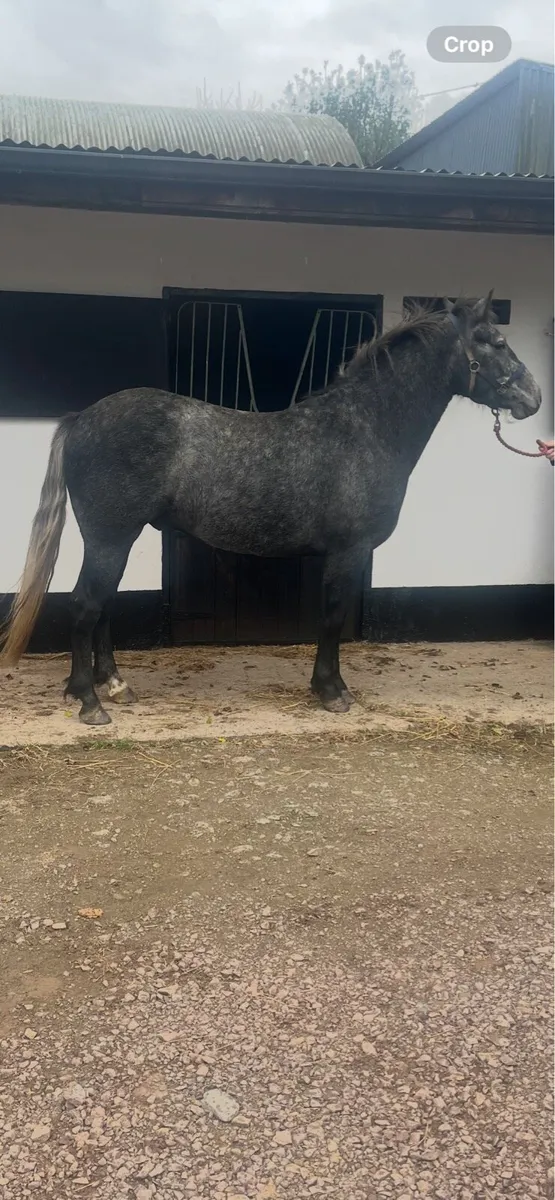 3 year old Connemara gelding and a filly foal - Image 3