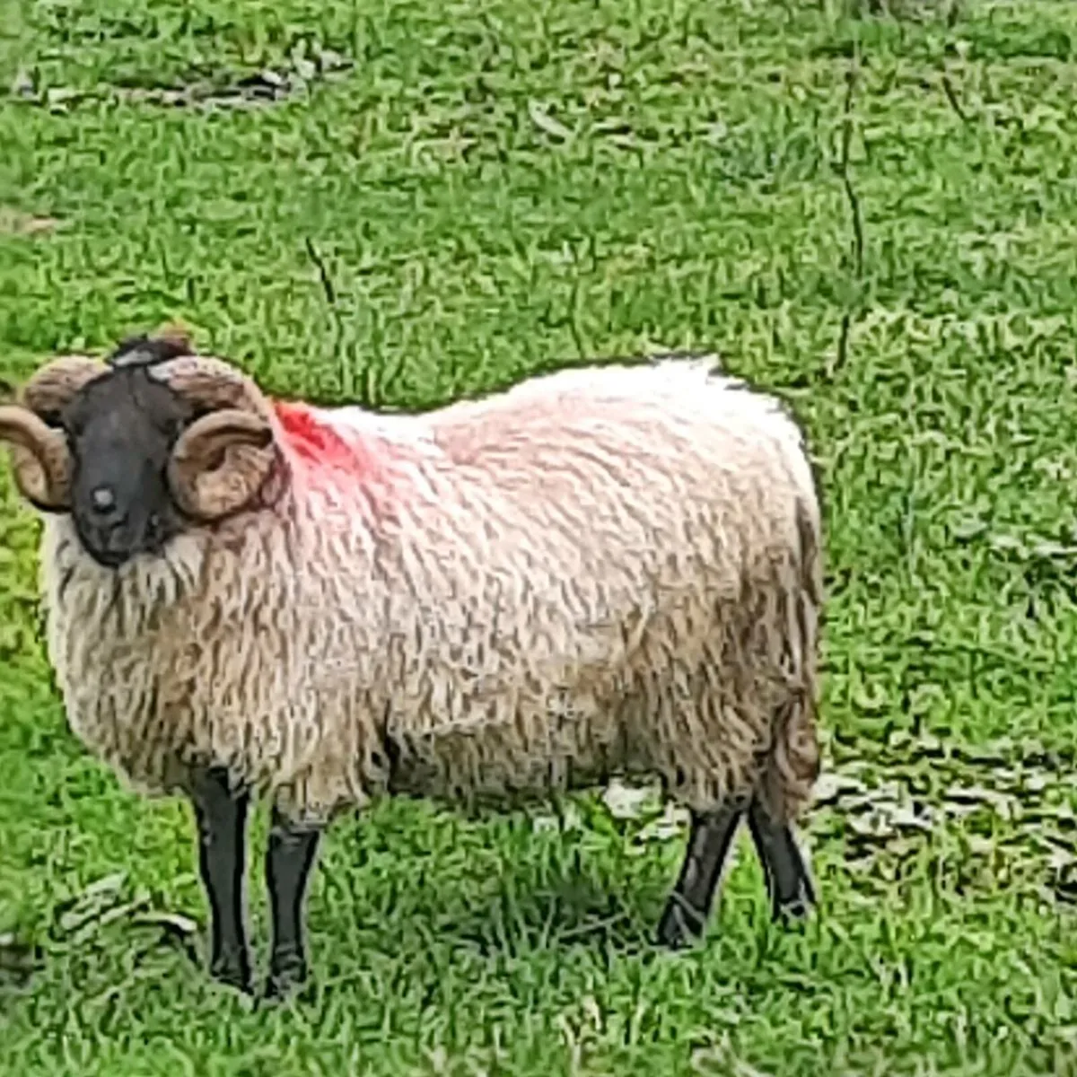 Mayo Blackface Ram - Image 1