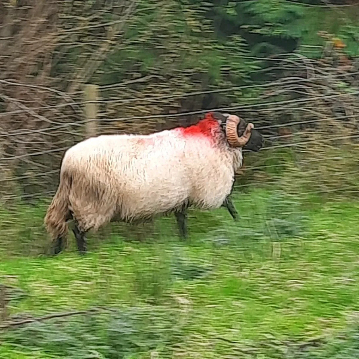 Mayo Blackface Ram - Image 2