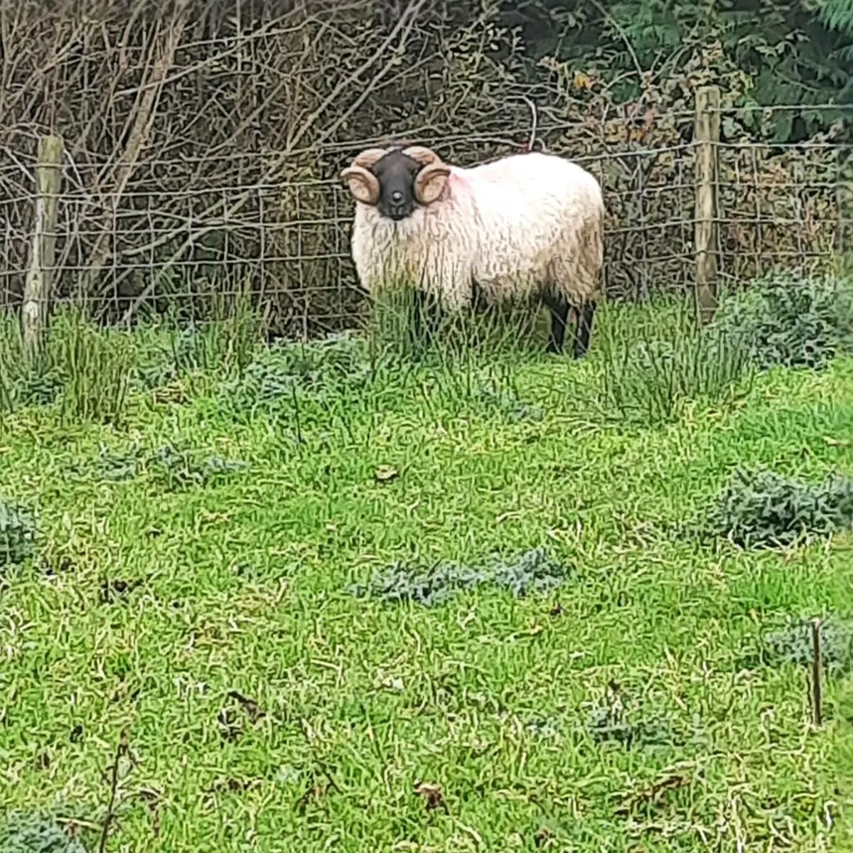Mayo Blackface Ram - Image 3