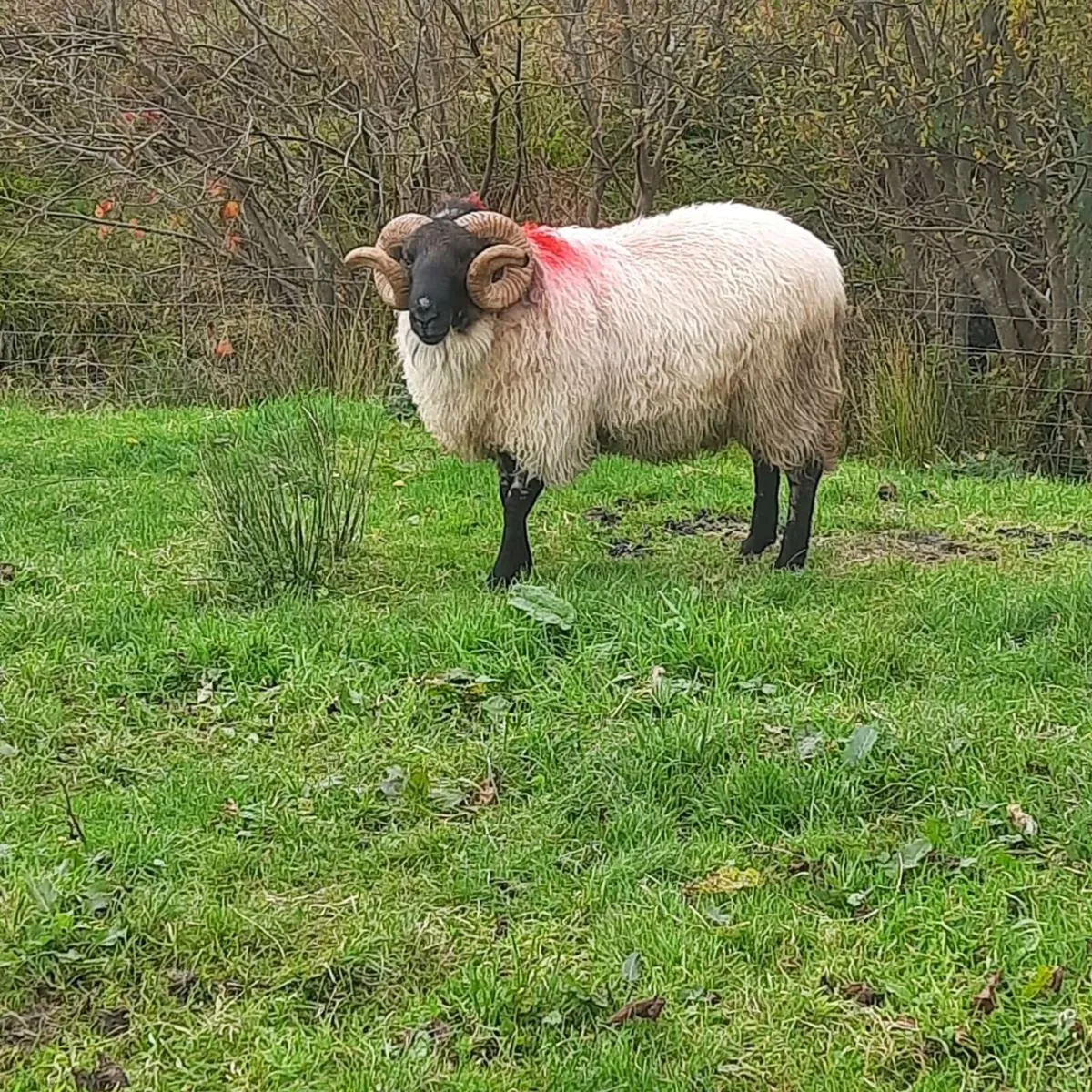 Mayo Blackface Ram - Image 4