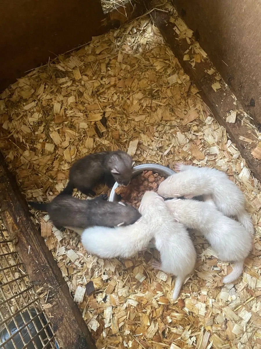 Ferret - Image 2