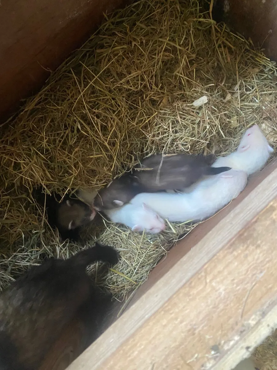 Ferret - Image 3