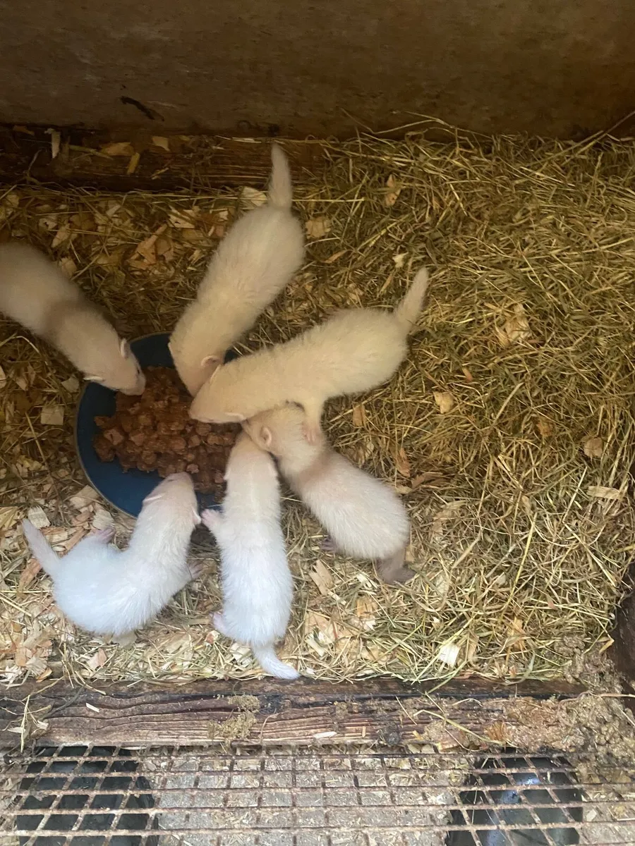 Ferret - Image 4