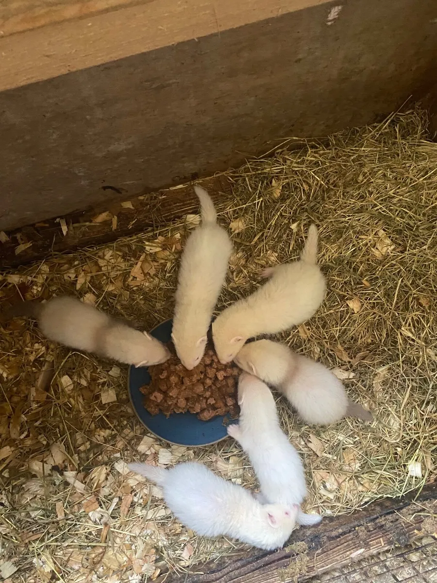 Ferret - Image 1