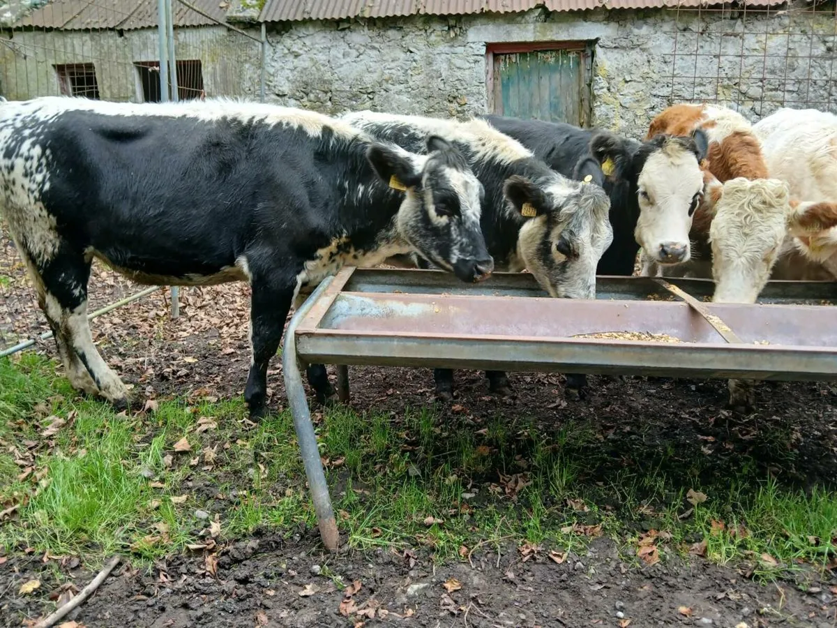 4 Store Heifers 360 Kgs - Image 1