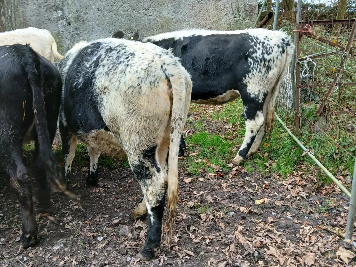 4 Store Heifers 360 Kgs - Image 4