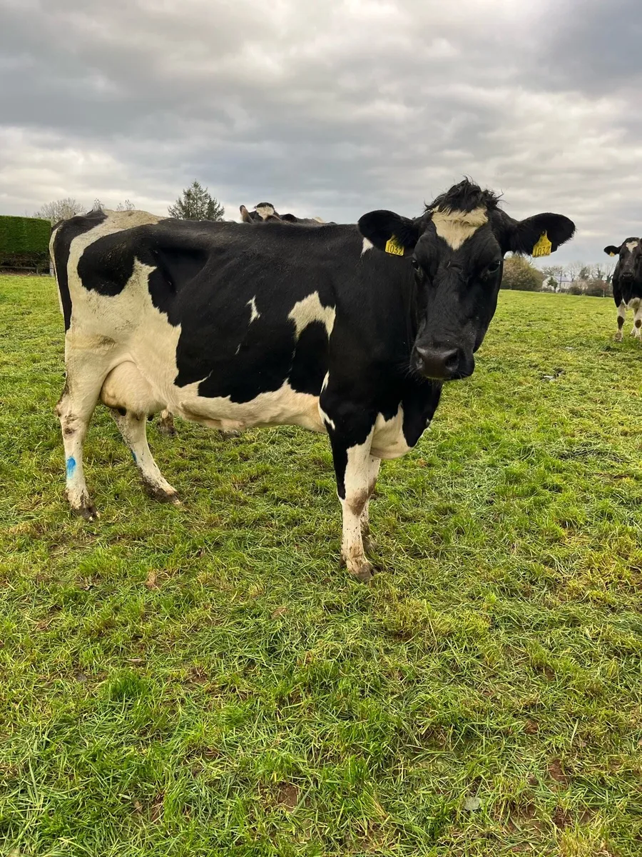 In calf cows - Image 2