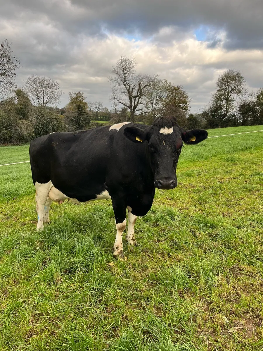 In calf cows - Image 1