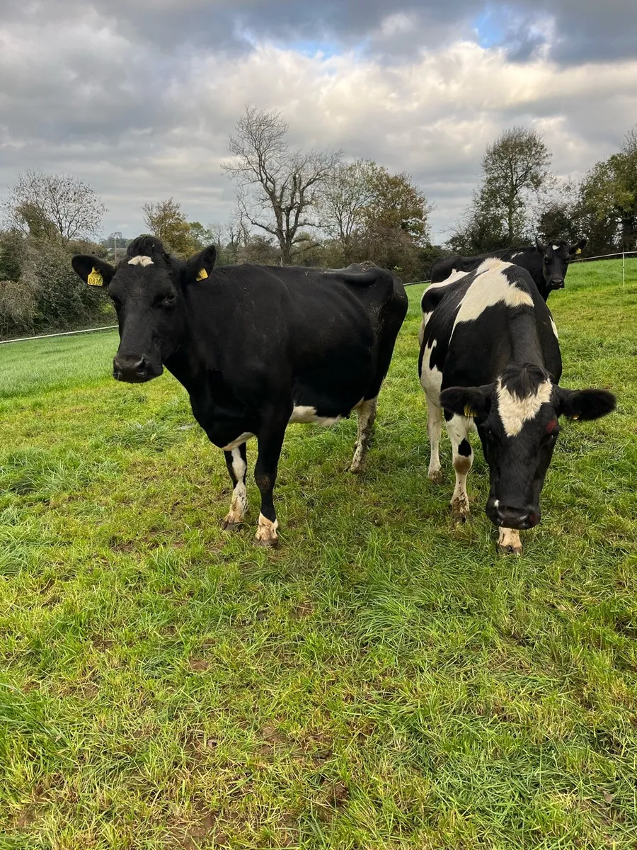 In calf cows - Image 3