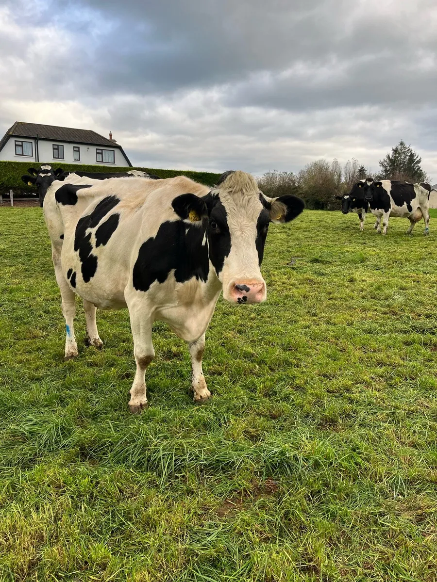 In calf cows - Image 4