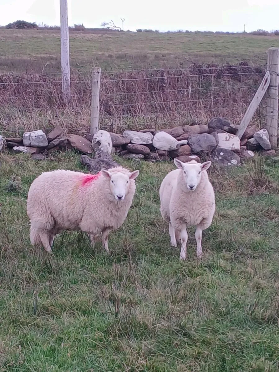 Cheviot ram lambs - Image 1
