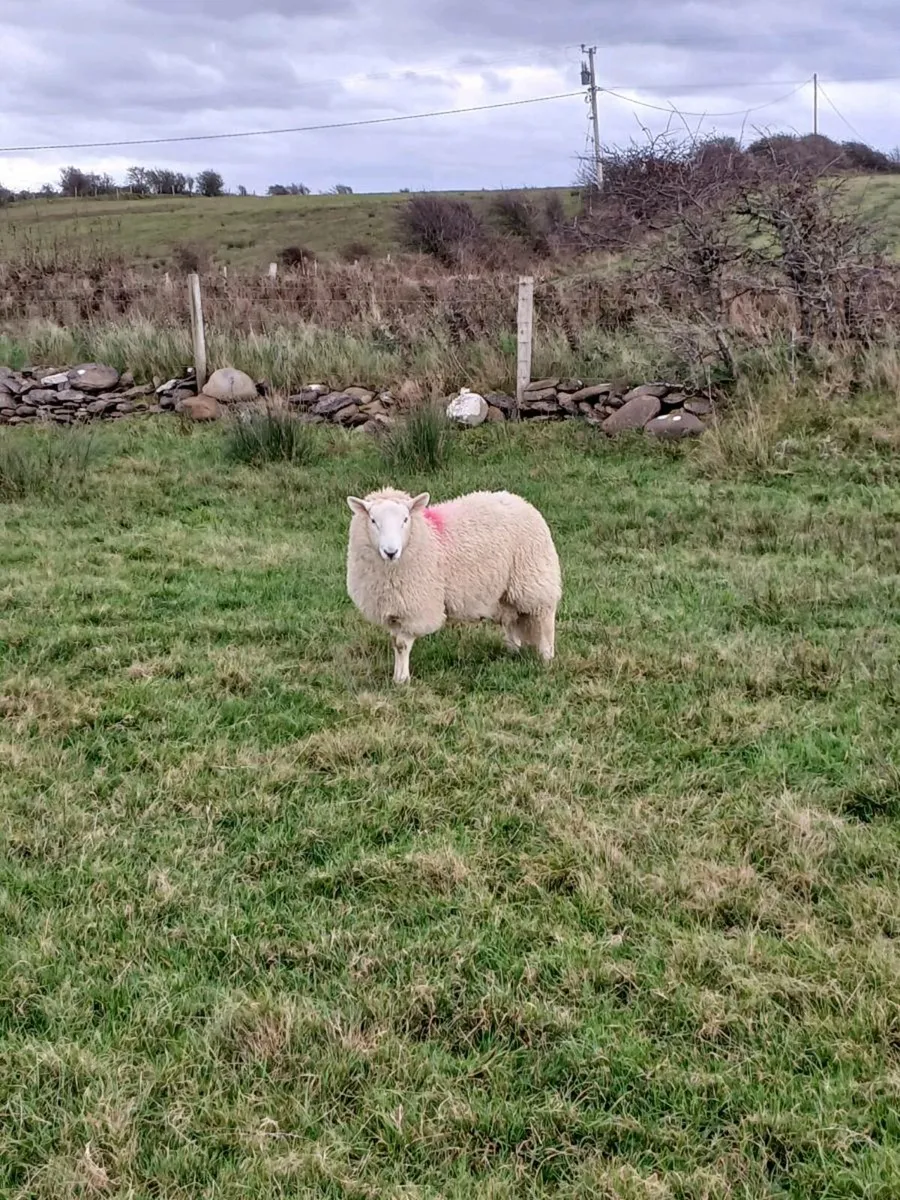 Cheviot ram lambs - Image 2