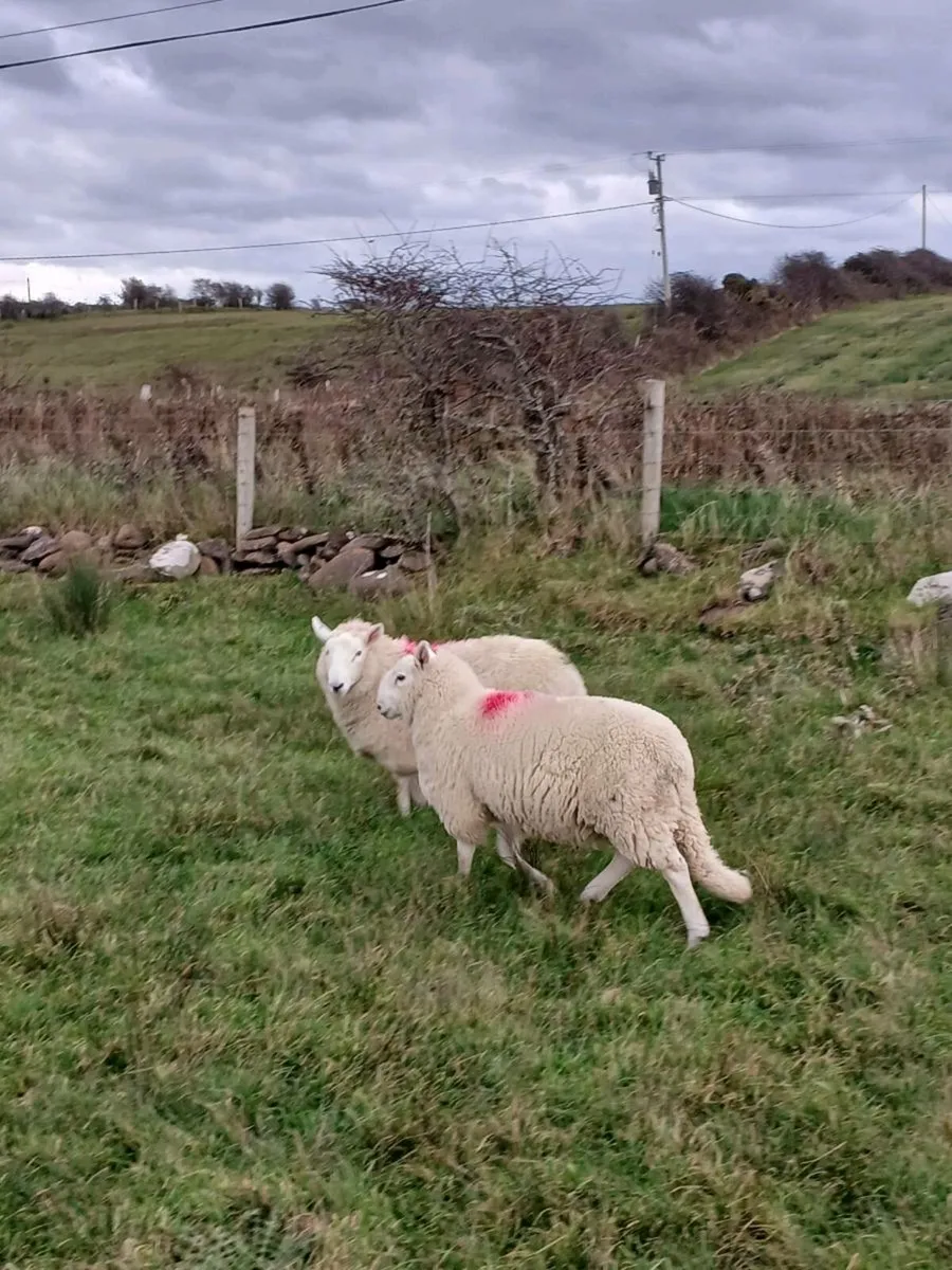 Cheviot ram lambs - Image 3