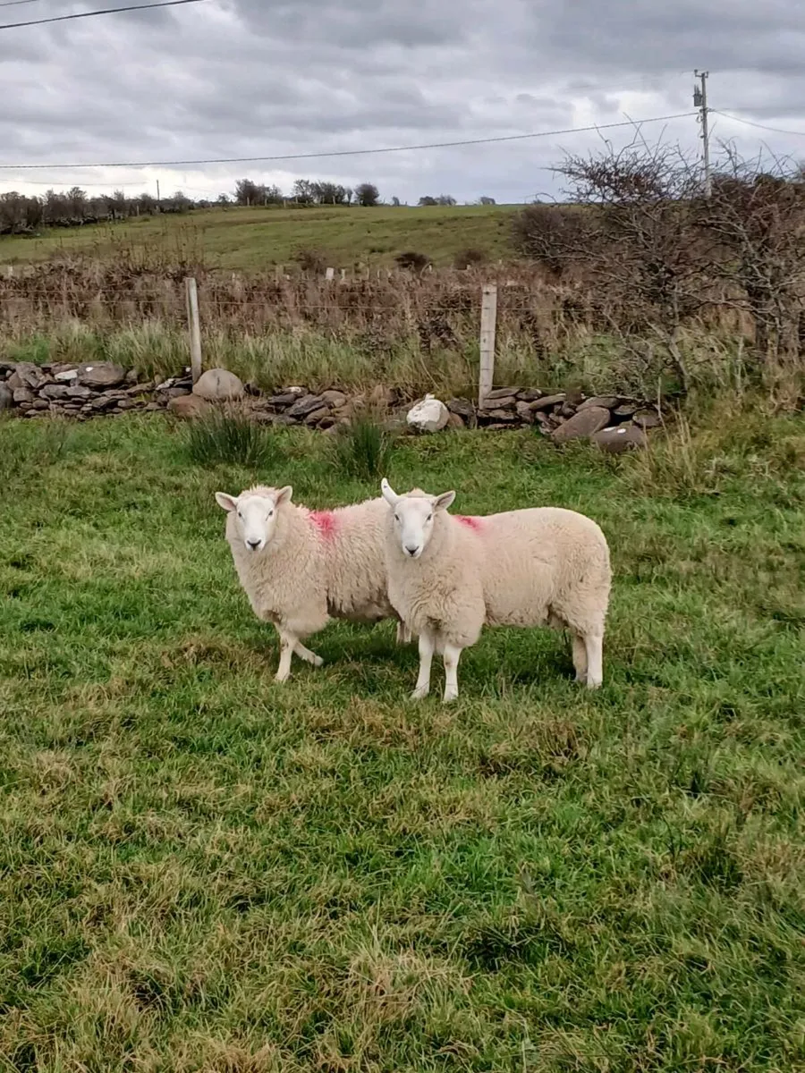 Cheviot ram lambs - Image 4