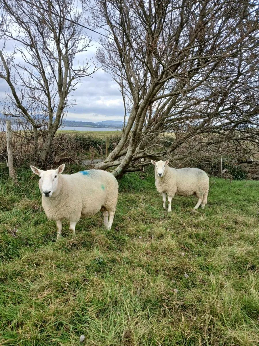 Cheviot rams - Image 1
