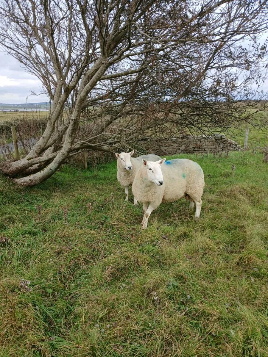 Cheviot rams - Image 2