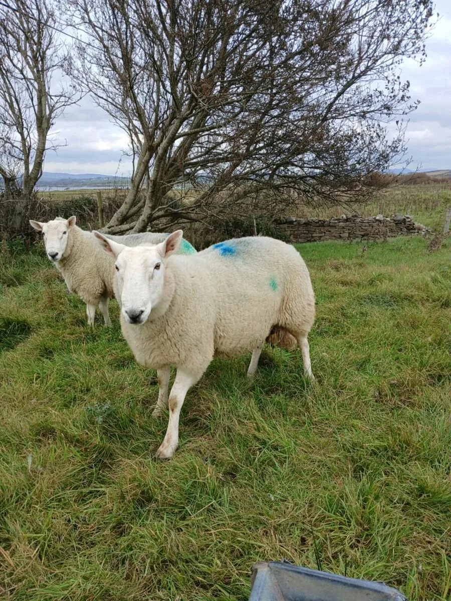 Cheviot rams - Image 3