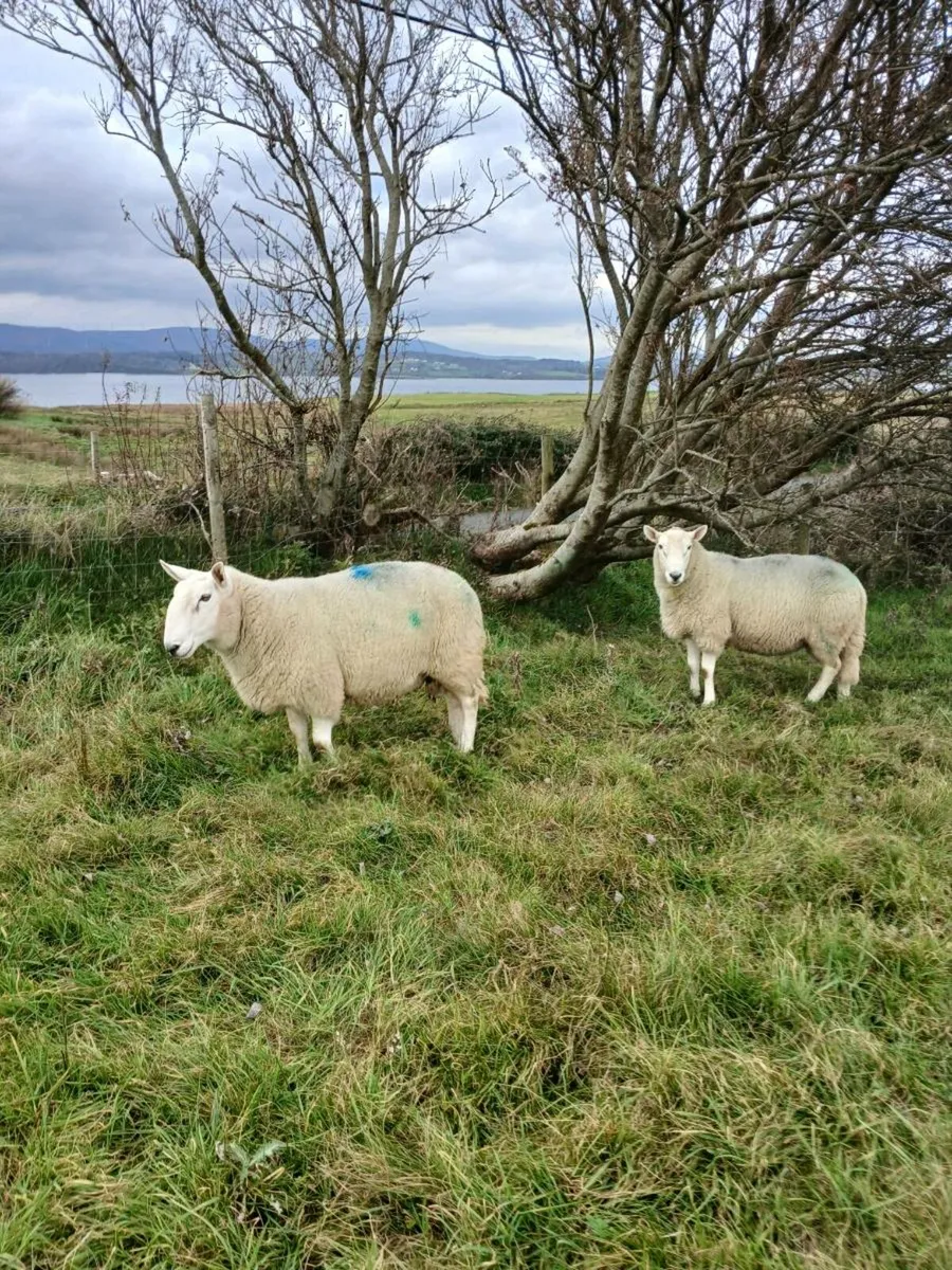 Cheviot rams - Image 4